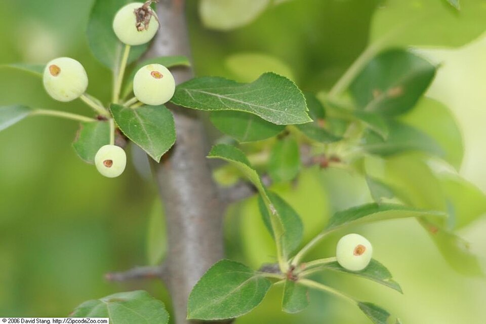 Malus 'Adirondack' (Adirondack Crabapple) (alternate view 3)