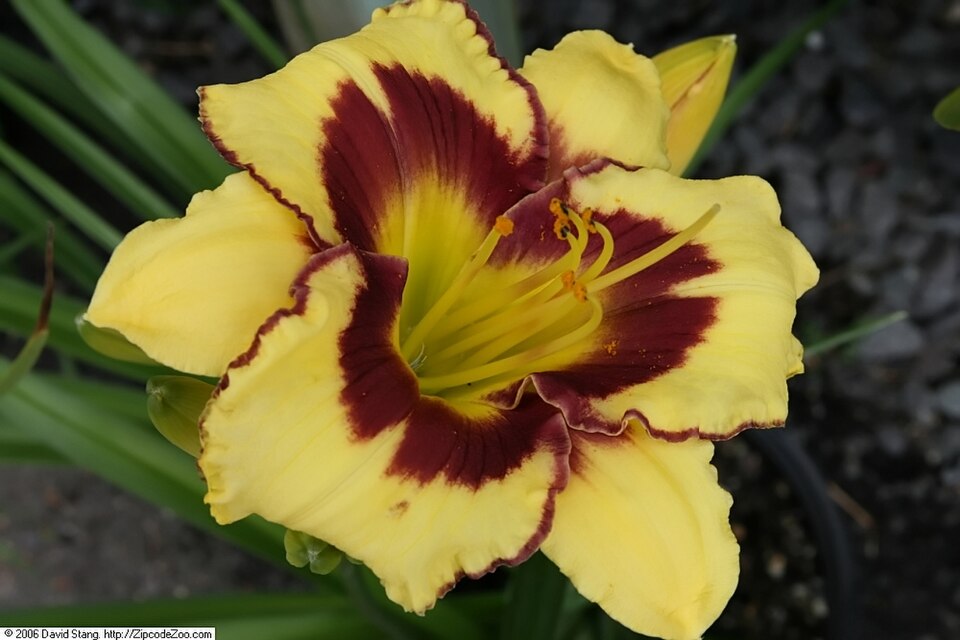 Hemerocallis 'El Desperado' (El Desperado Daylily) (alternate view 4)