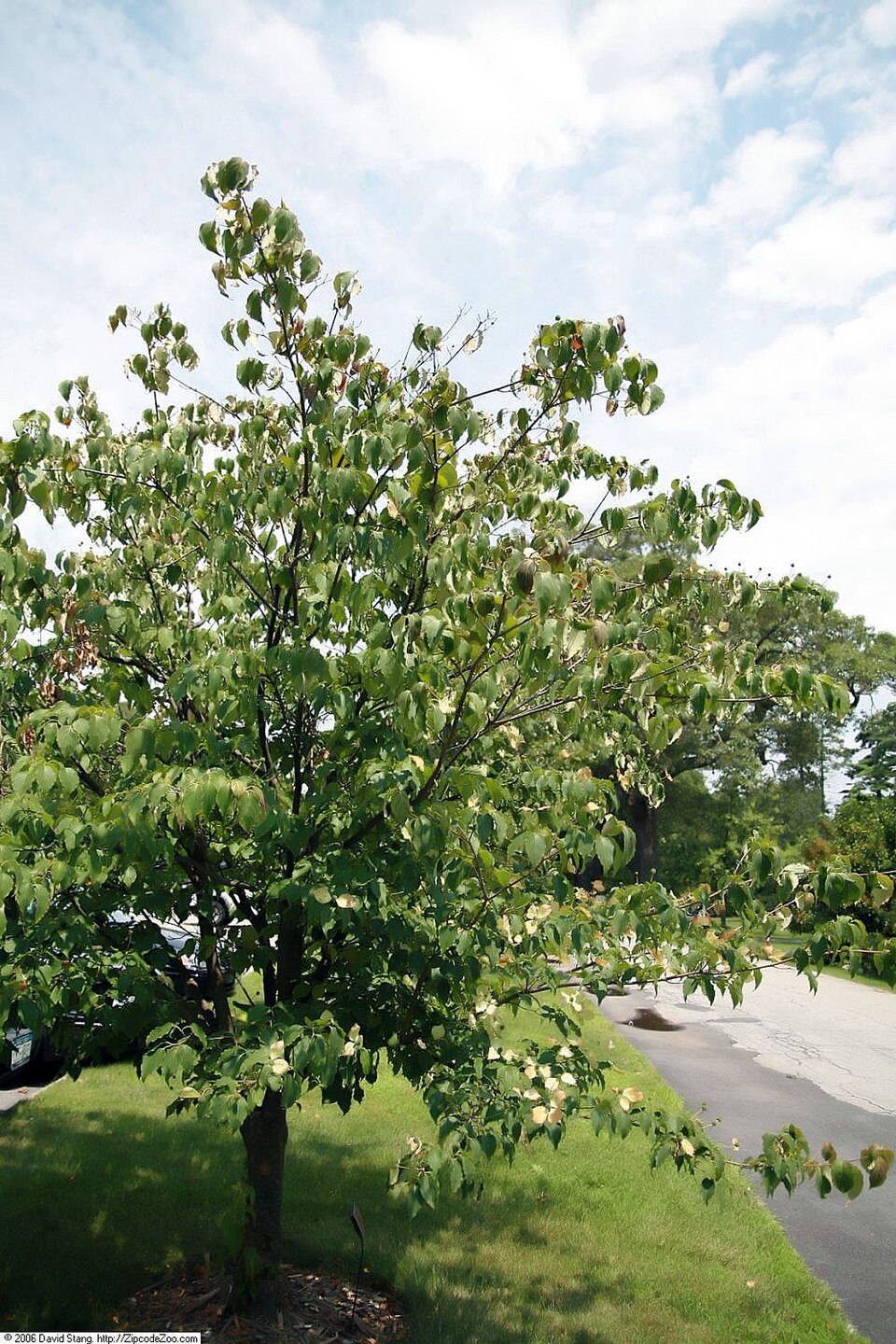 Cornus kousa (kousa dogwood) (alternate view 4)