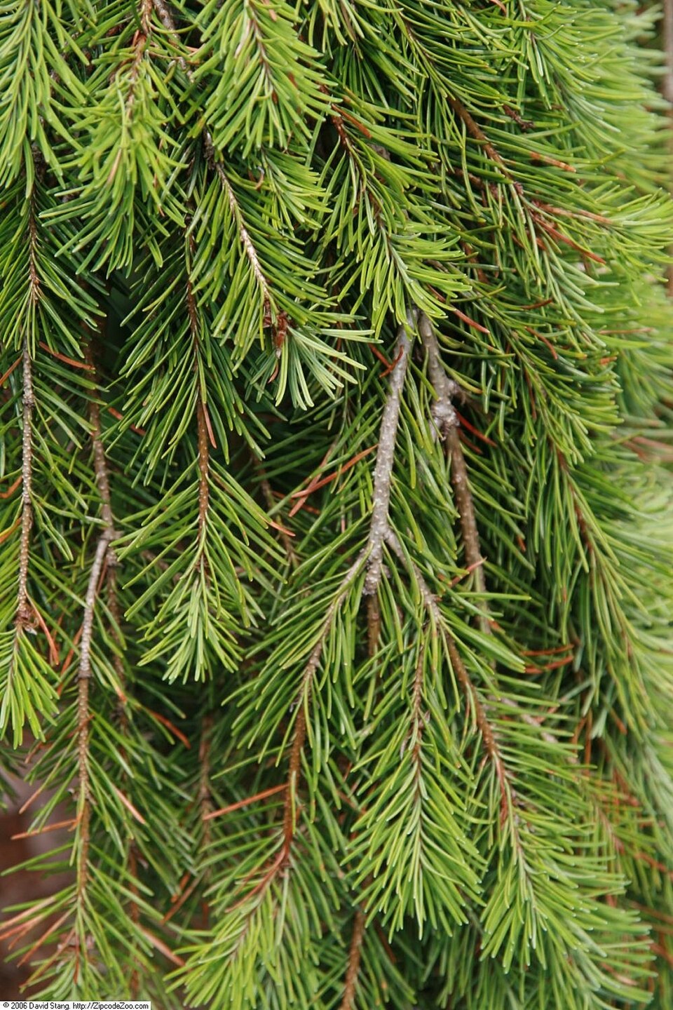Pseudotsuga menziesii 'Pendula' (weeping Douglas fir)