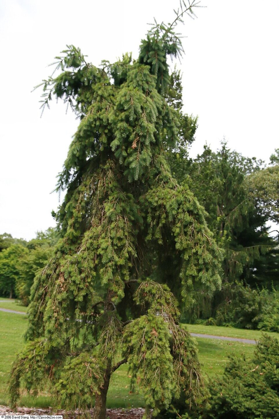 Pseudotsuga menziesii 'Pendula' (weeping Douglas fir) (alternate view 2)
