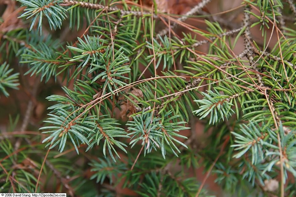 Picea pungens 'Montgomery' (Montgomery Blue Spruce) (alternate view 2)