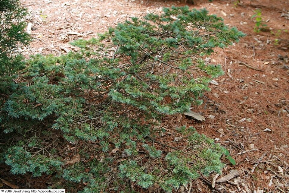 Picea pungens 'Montgomery' (Montgomery Blue Spruce) (alternate view 3)