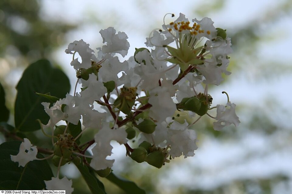 Lagerstroemia indica 'Natchez' (Natchez Crape Myrtle) (alternate view 4)