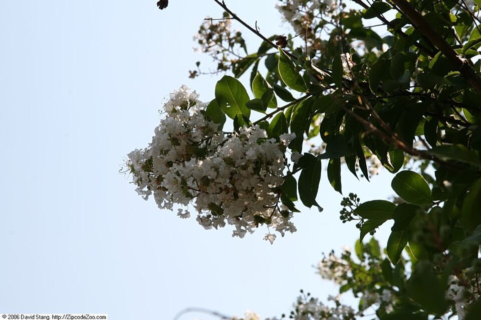Lagerstroemia indica 'Natchez' (Natchez Crape Myrtle) (alternate view 5)