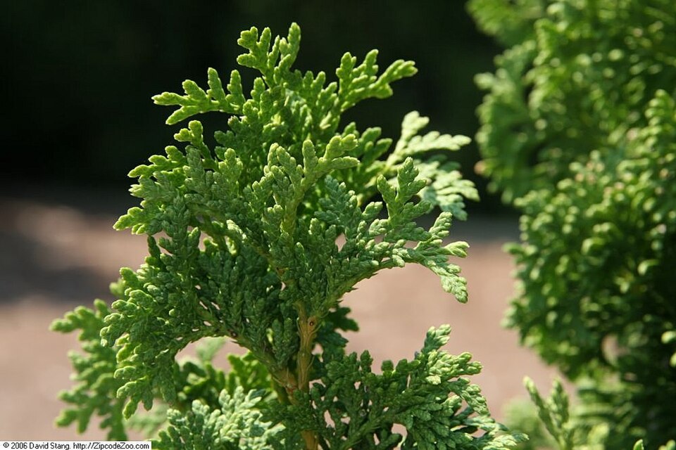 Thuja occidentalis 'Degroot's Spire' (Degroot's Spire Thuja) (alternate view 4)