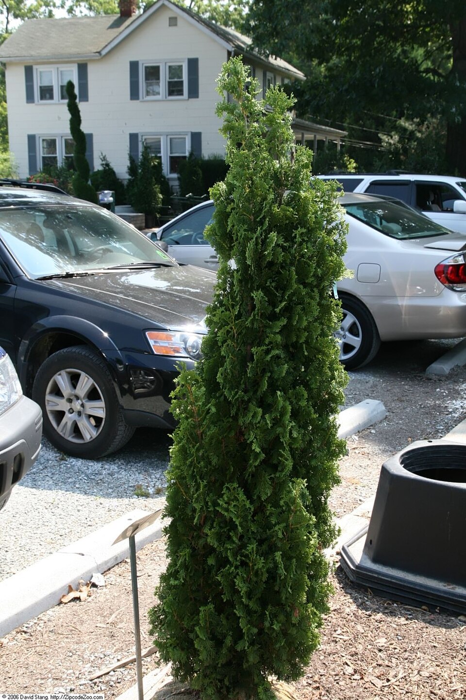 Thuja occidentalis 'Degroot's Spire' (Degroot's Spire Thuja) (alternate view 5)