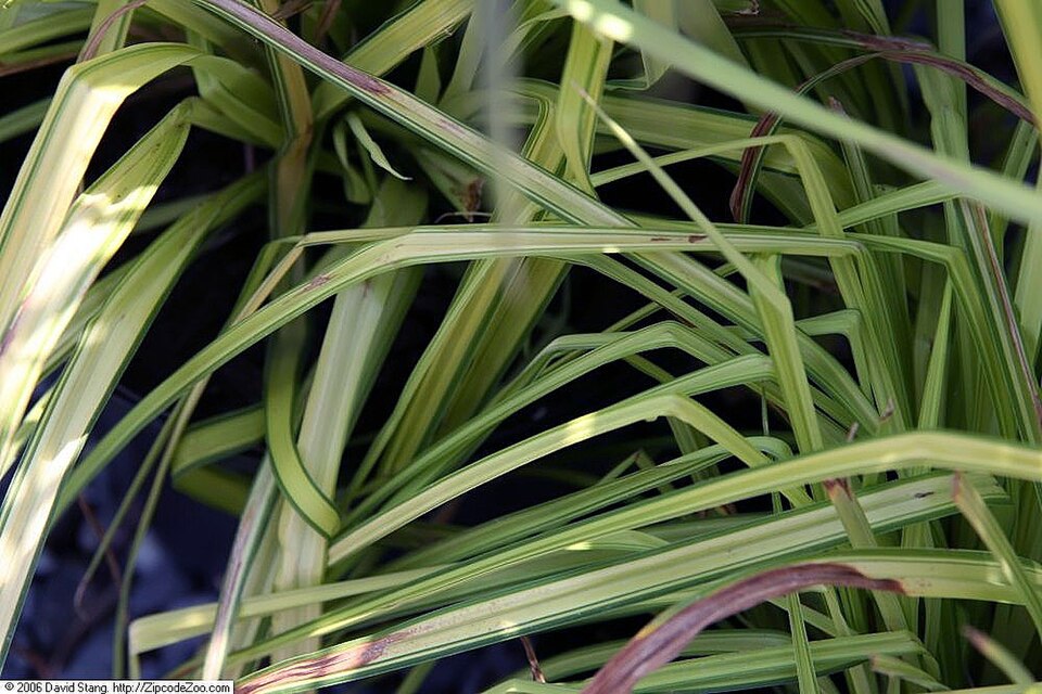 Carex elata 'Aurea' (Bowles' Golden Sedge)