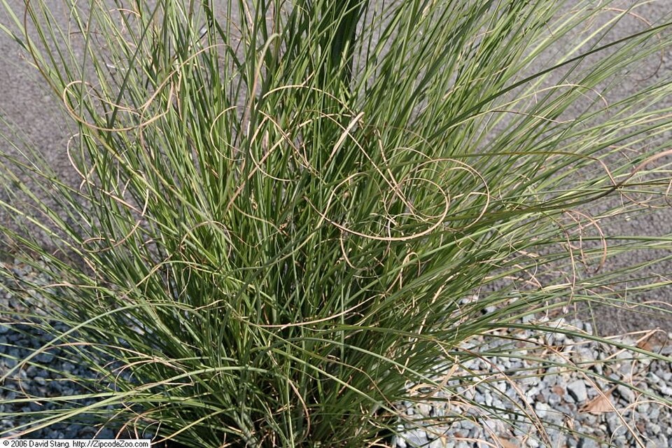 Miscanthus sinensis 'Gracillimus' (Gracillimus Maiden Grass)