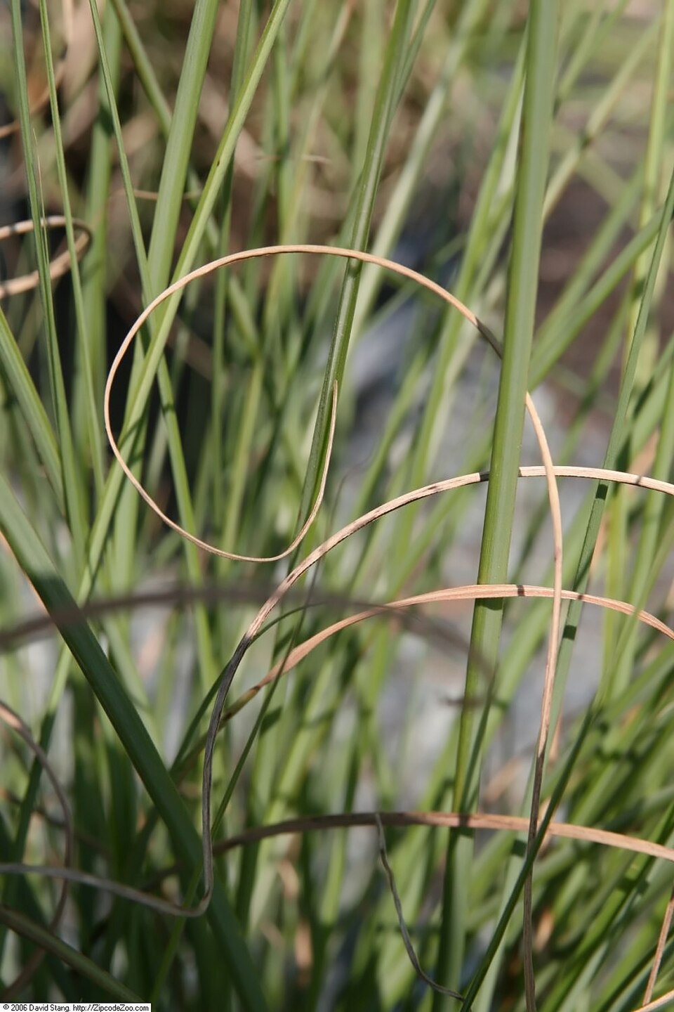 Miscanthus sinensis 'Gracillimus' (Gracillimus Maiden Grass) (alternate view 2)