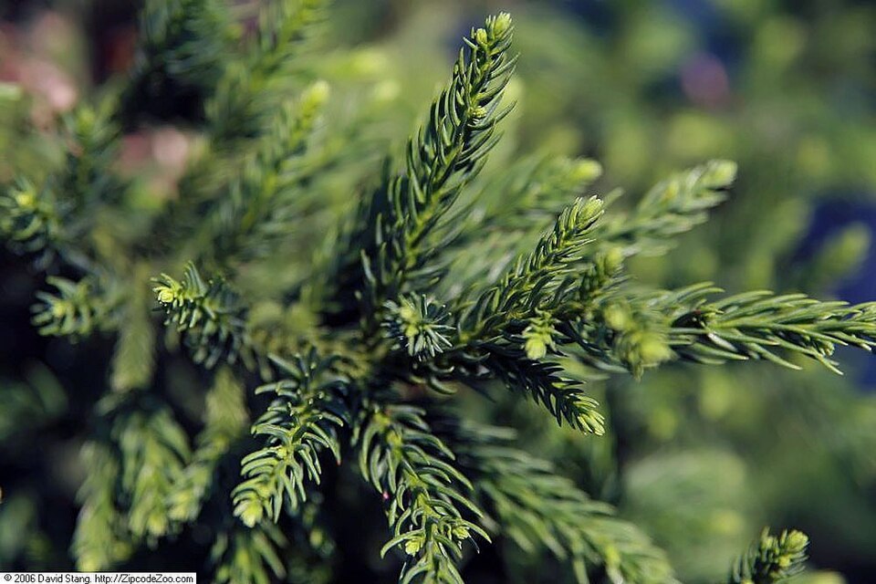 Cryptomeria japonica 'Black Dragon' (Black Dragon Japanese Cedar) (alternate view 5)