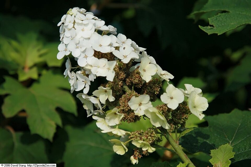 Hydrangea quercifolia 'Snow Queen' (Snow Queen Oakleaf Hydrangea)