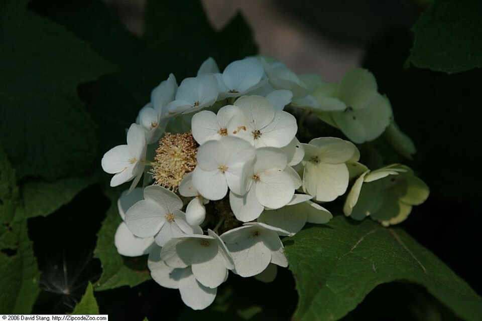 Hydrangea quercifolia 'Snow Queen' (Snow Queen Oakleaf Hydrangea) (alternate view 2)