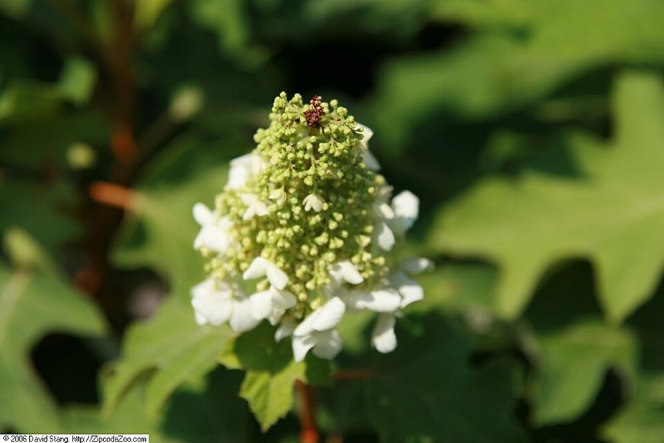 Hydrangea quercifolia 'Snow Queen' (Snow Queen Oakleaf Hydrangea) (alternate view 3)