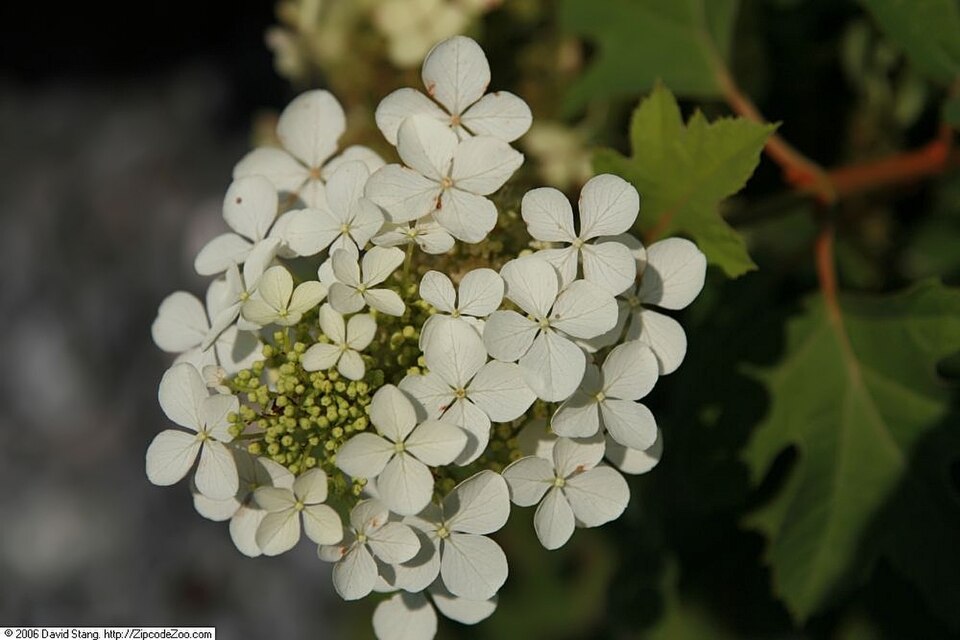 Hydrangea quercifolia 'Pee Wee' (Pee Wee Oakleaf Hydrangea) (alternate view 4)