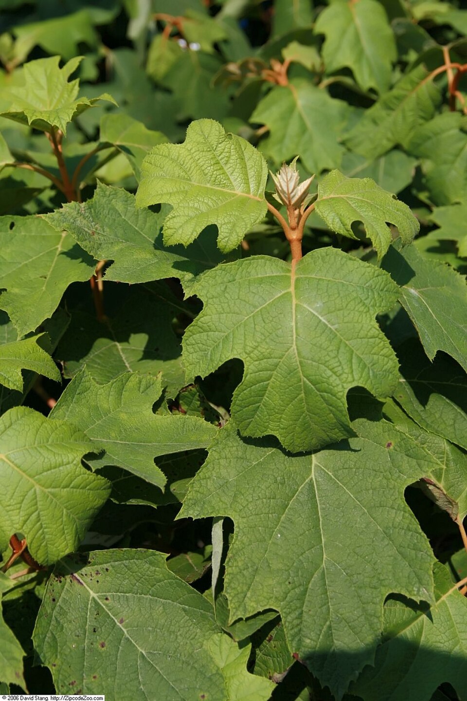 Hydrangea quercifolia 'Pee Wee' (Pee Wee Oakleaf Hydrangea) (alternate view 5)