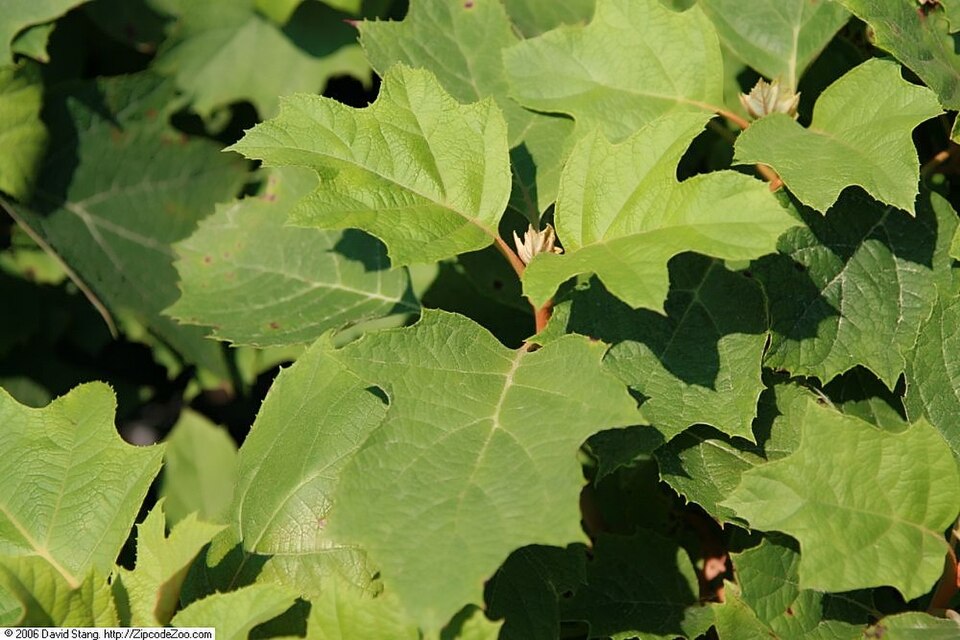 Hydrangea quercifolia 'Alice' (Alice Oakleaf Hydrangea)