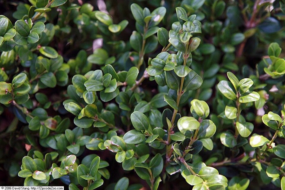 Buxus microphylla 'Winter Gem' (Winter Gem Boxwood)