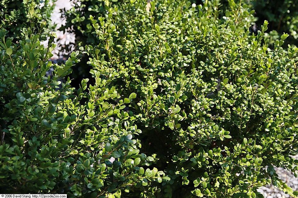 Buxus microphylla 'Winter Gem' (Winter Gem Boxwood) (alternate view 2)