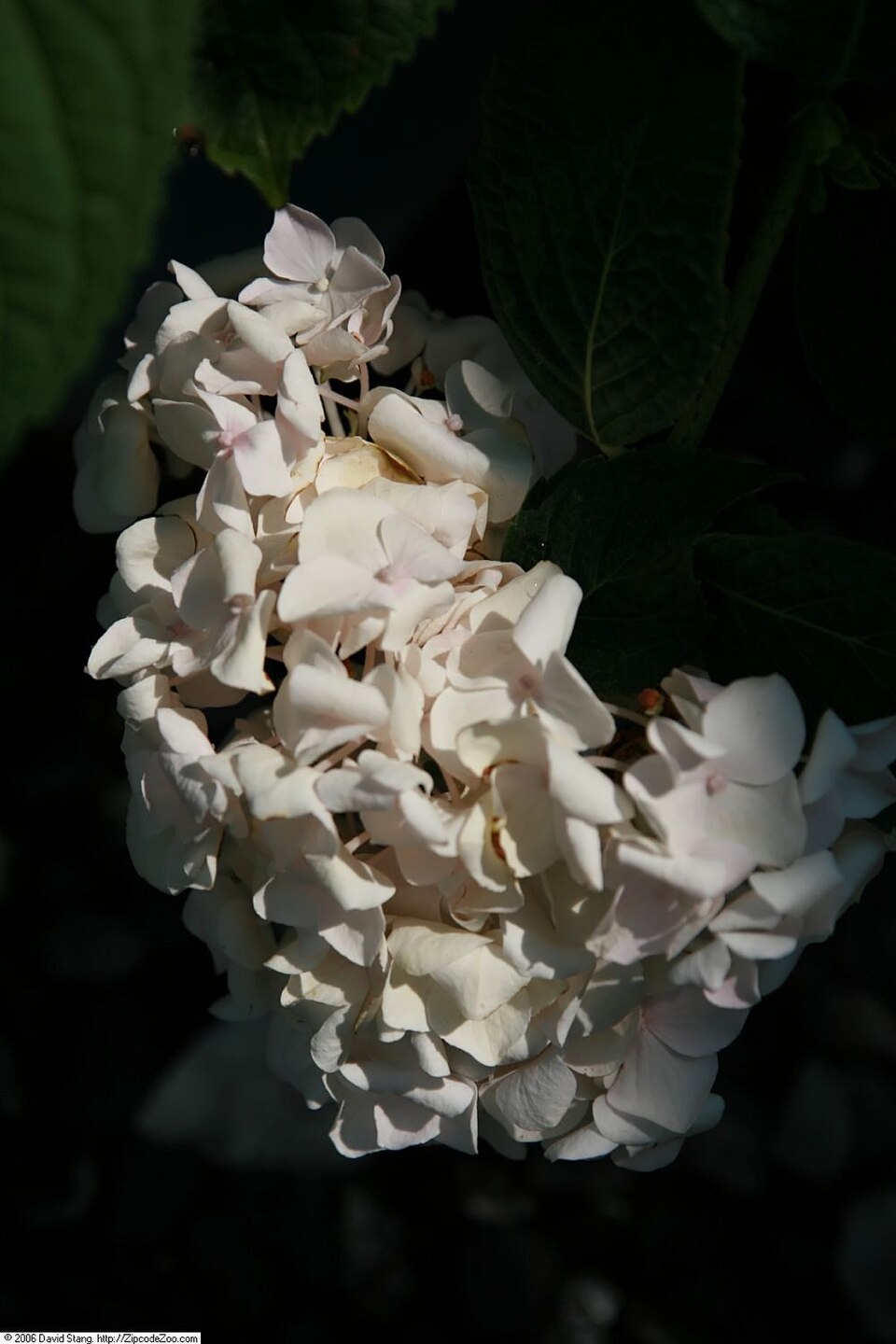 Hydrangea macrophylla 'Blushing Bride' (Blushing Bride Hydrangea) (alternate view 2)