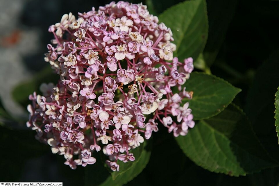 Hydrangea macrophylla 'Ayesha' (Ayesha Hydrangea) (alternate view 4)