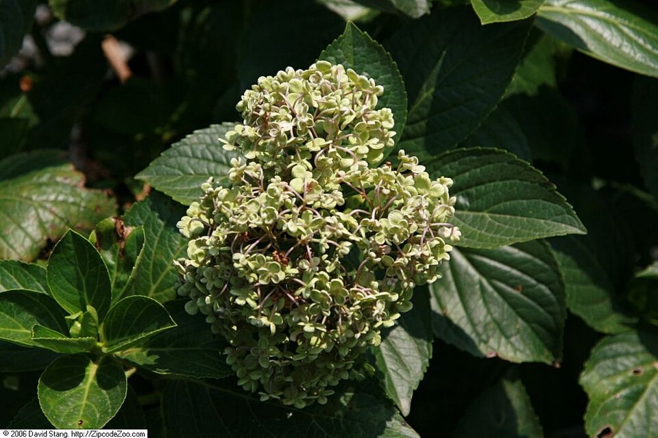 Hydrangea macrophylla 'Ayesha' (Ayesha Hydrangea) (alternate view 5)