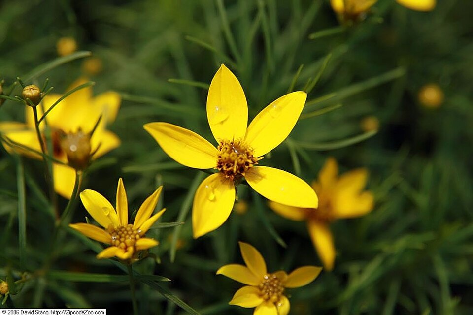 Coreopsis verticillata 'Zagreb' (Zagreb Coreopsis) (alternate view 3)
