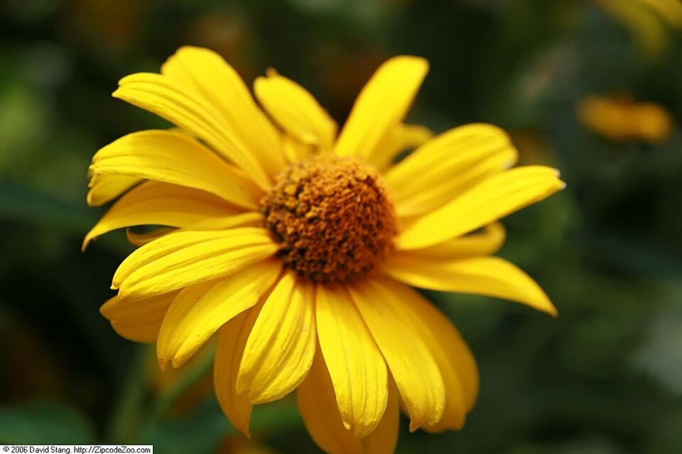 Heliopsis helianthoides var. scabra 'Summer Sun' (Summer Sun False Sunflower)