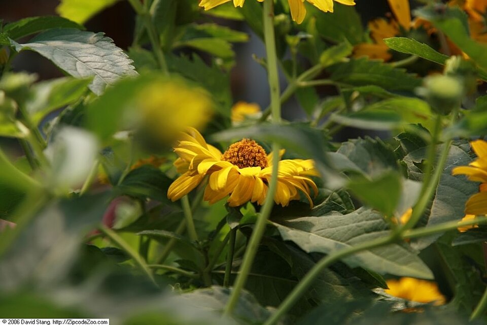Heliopsis helianthoides var. scabra 'Summer Sun' (Summer Sun False Sunflower) (alternate view 2)