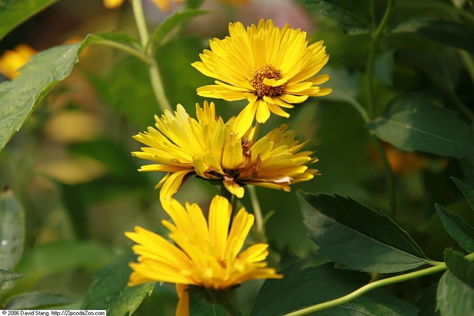 Heliopsis helianthoides var. scabra 'Summer Sun' (Summer Sun False Sunflower) (alternate view 3)