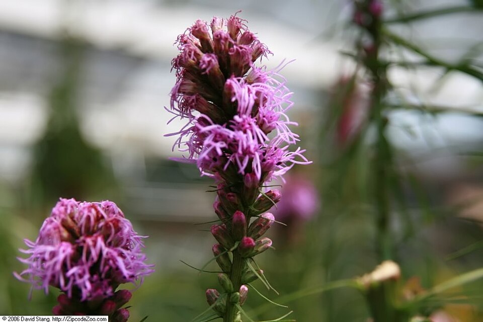 Liatris spicata 'Kobold' (Kobold Liatris) (alternate view 3)