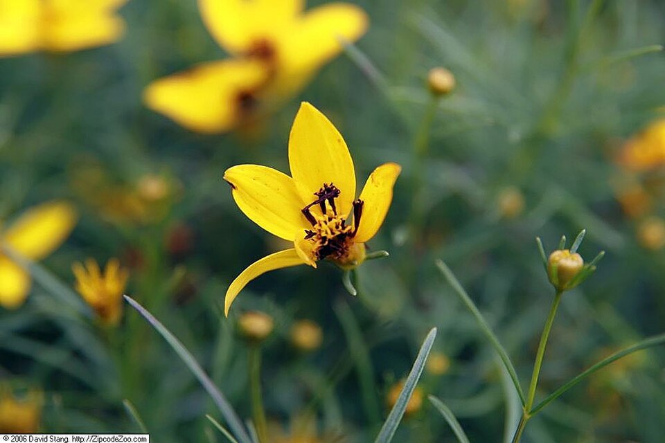 Coreopsis verticillata 'Zagreb' (Zagreb Coreopsis) (alternate view 4)