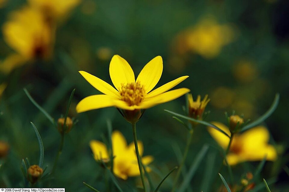 Coreopsis verticillata 'Zagreb' (Zagreb Coreopsis) (alternate view 5)