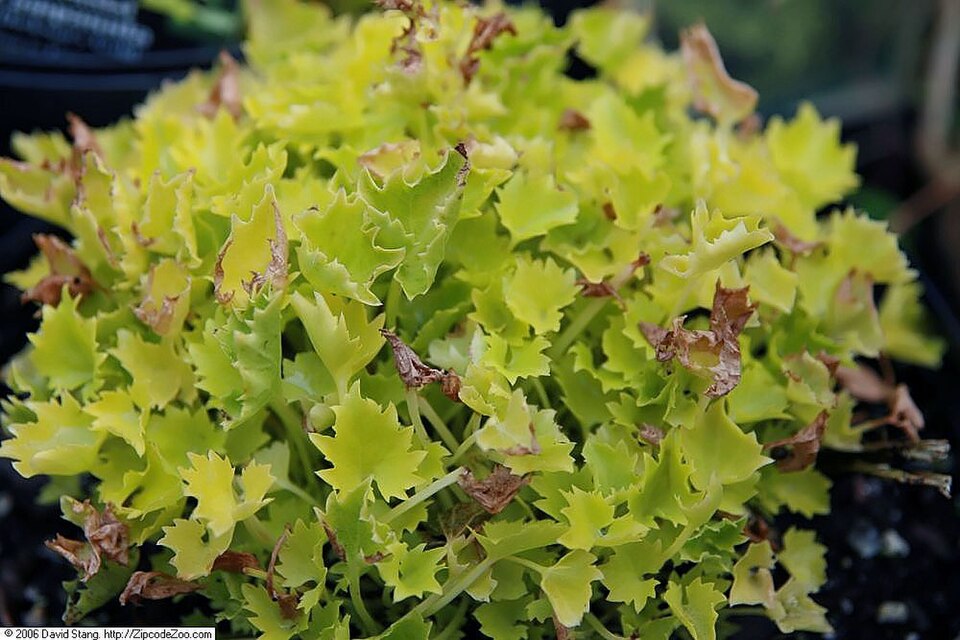 Campanula garganica 'Dickson's Gold' (Dickson's Gold Bellflower) (alternate view 2)