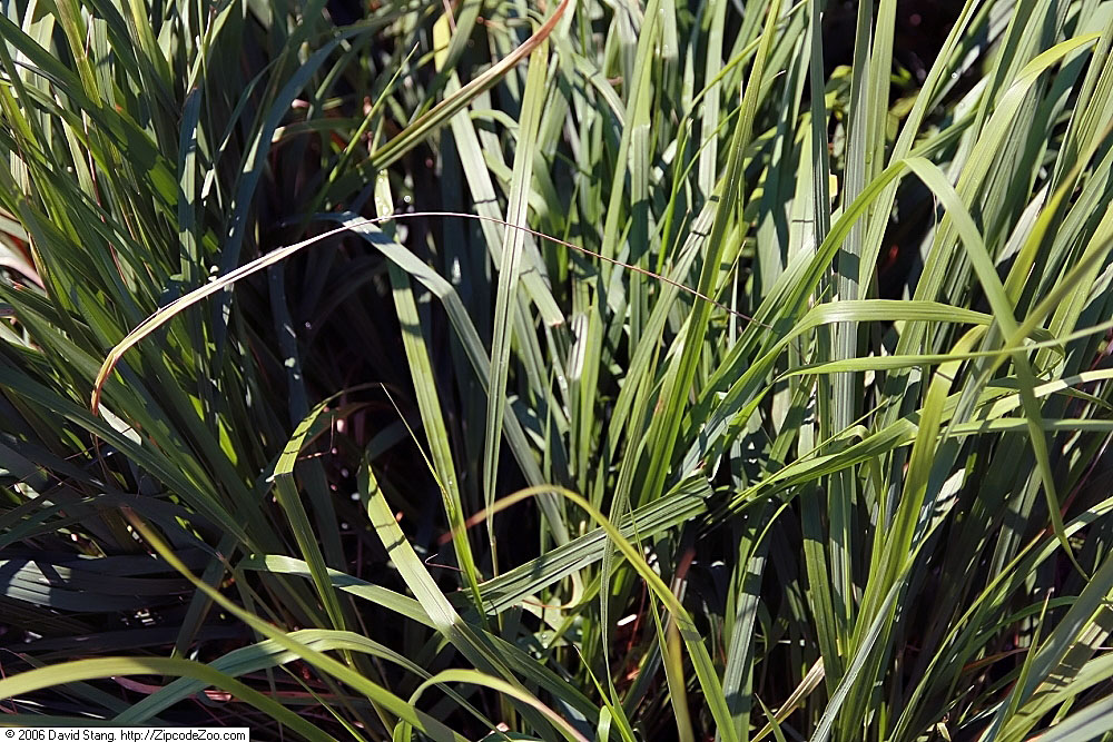 Calamagrostis acutiflora, Feather reed grass — clumping deciduous (Poaceae) (image 9 of 10)