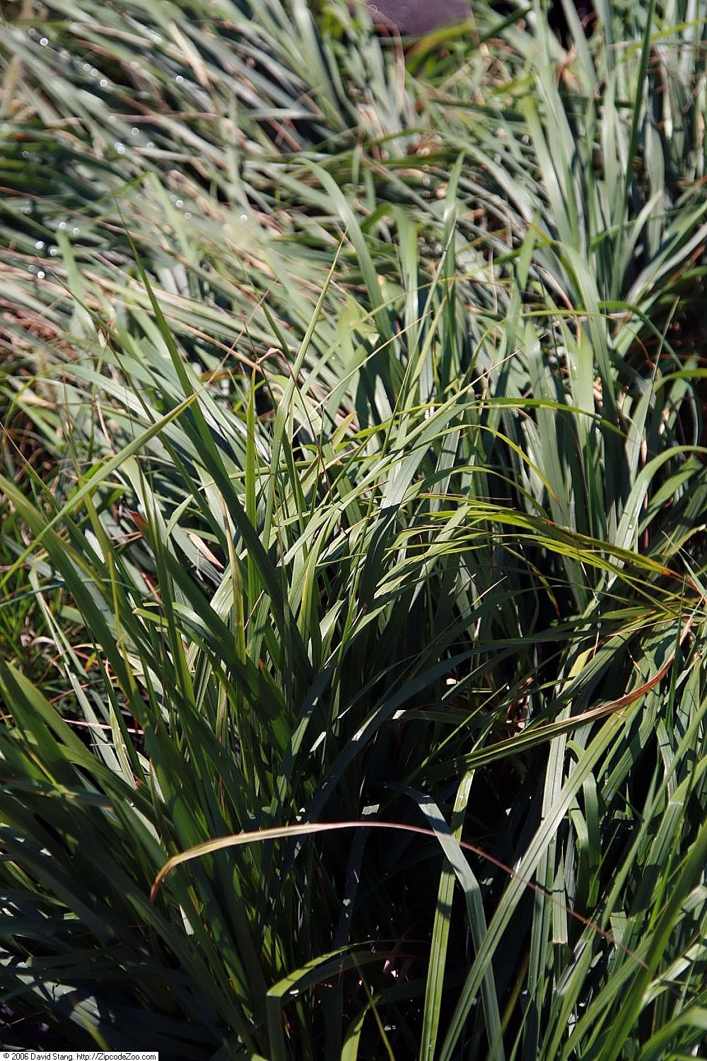 Calamagrostis acutiflora, Feather reed grass — clumping deciduous (Poaceae) (image 10 of 10)
