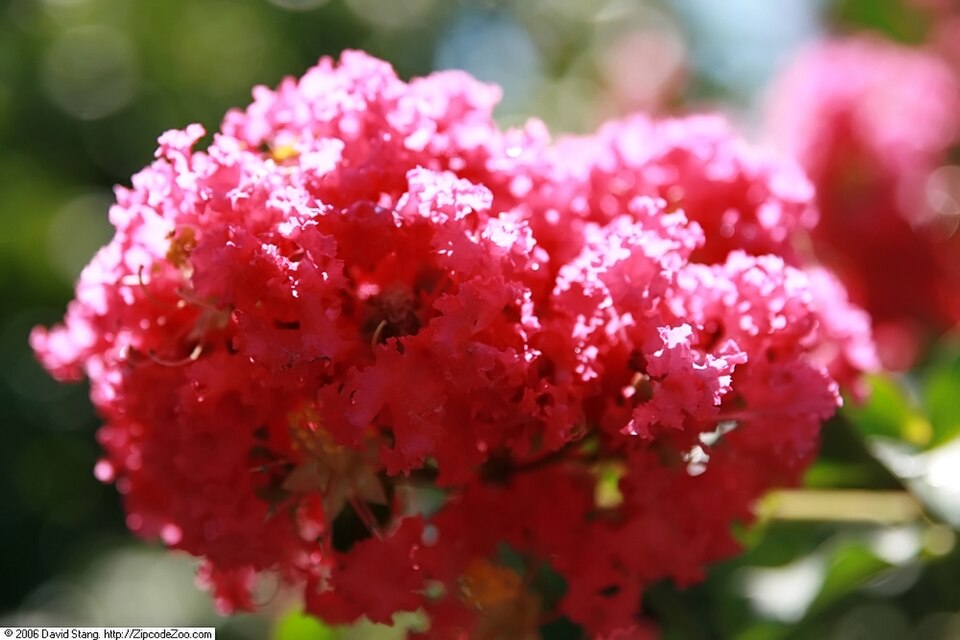 Lagerstroemia indica 'Tuscarora' (Tuscarora Crape Myrtle) (alternate view 5)