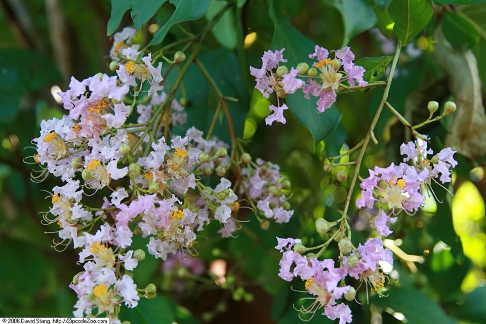 Lagerstroemia indica 'Muskogee' (Muskogee Crape Myrtle Tree)