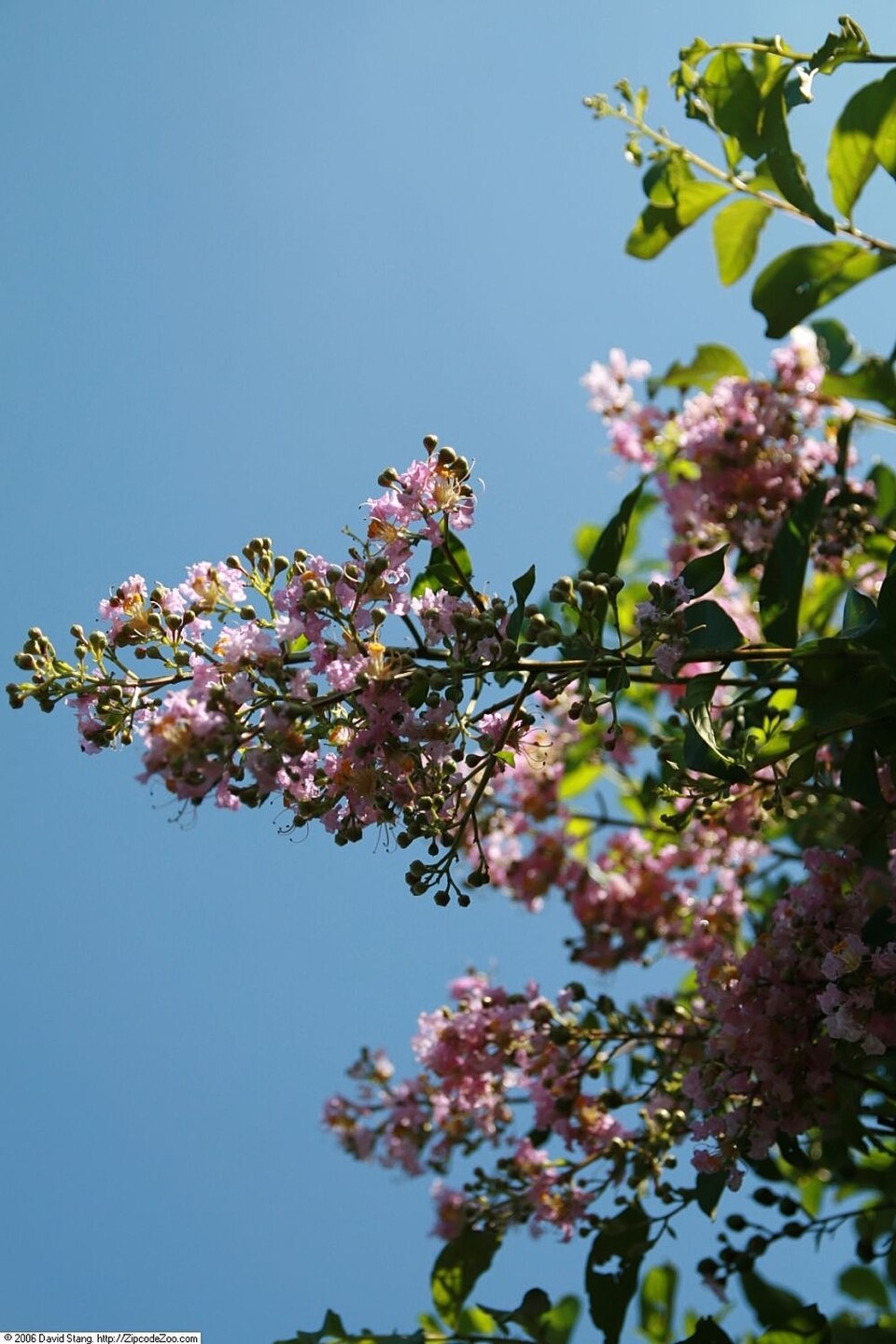 Lagerstroemia indica 'Muskogee' (Muskogee Crape Myrtle Tree) (alternate view 2)