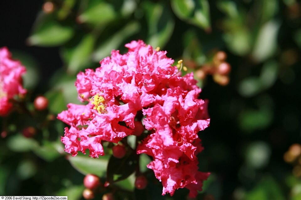Lagerstroemia indica 'Pocomoke' (Pocomoke Crape Myrtle)