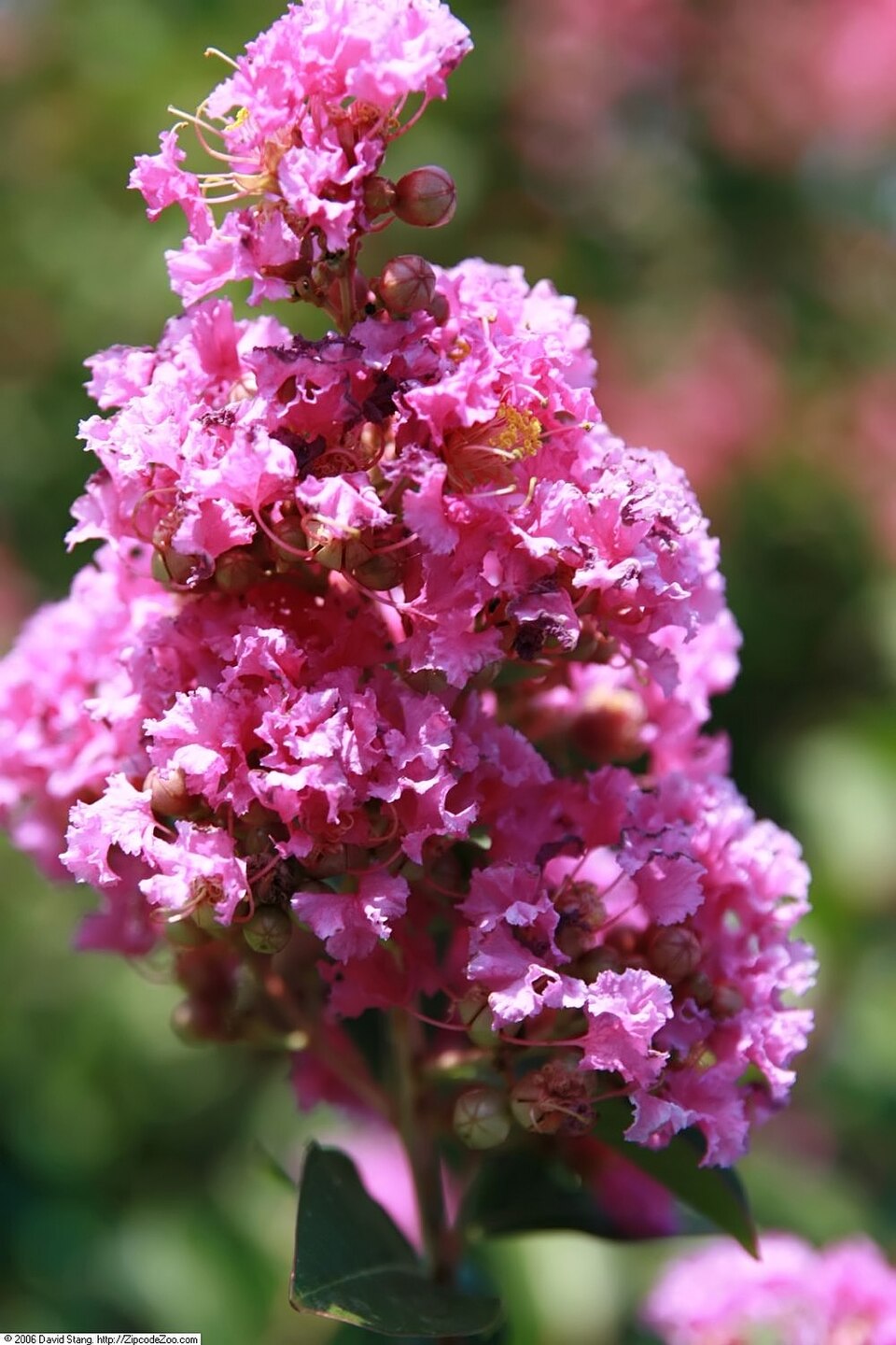 Lagerstroemia indica 'Zuni' (Zuni Crape Myrtle) (alternate view 3)