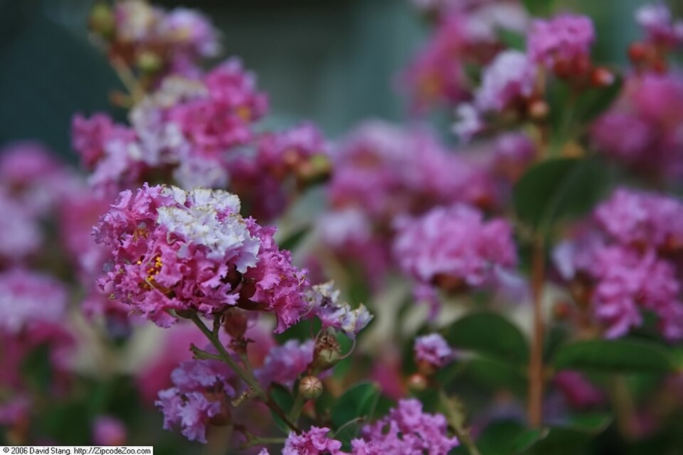 Lagerstroemia indica 'Zuni' (Zuni Crape Myrtle) (alternate view 4)