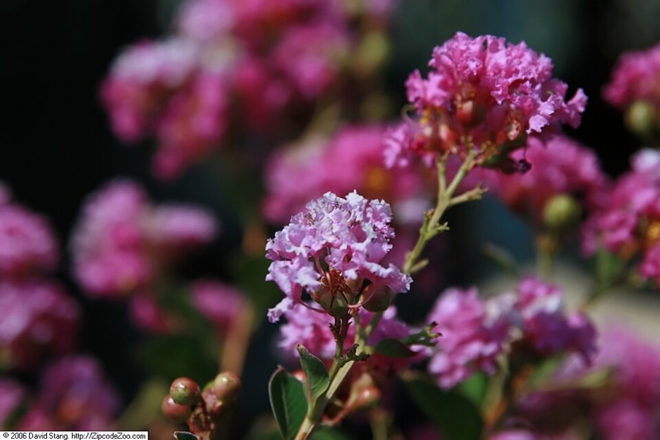 Lagerstroemia indica 'Zuni' (Zuni Crape Myrtle) (alternate view 5)