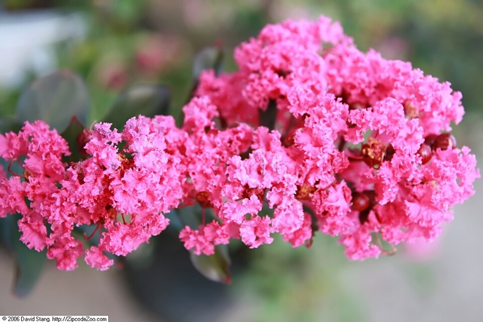 Lagerstroemia indica 'Pink Velour' (Pink Velour Crape Myrtle)