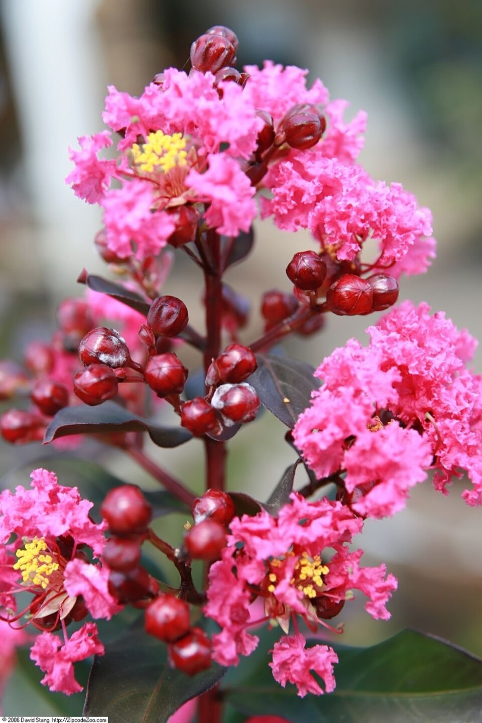 Lagerstroemia indica 'Pink Velour' (Pink Velour Crape Myrtle) (alternate view 2)