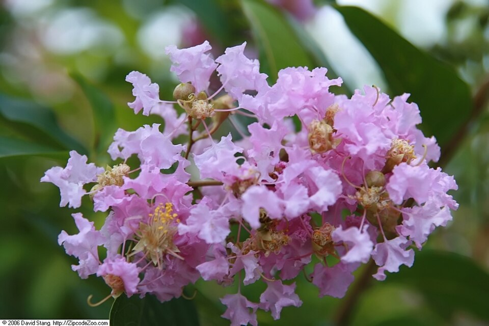 Lagerstroemia indica 'Muskogee' (Muskogee Crape Myrtle Tree) (alternate view 3)