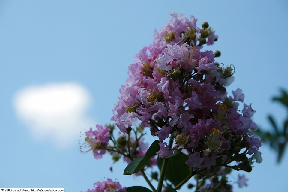 Lagerstroemia indica 'Muskogee' (Muskogee Crape Myrtle Tree) (alternate view 4)