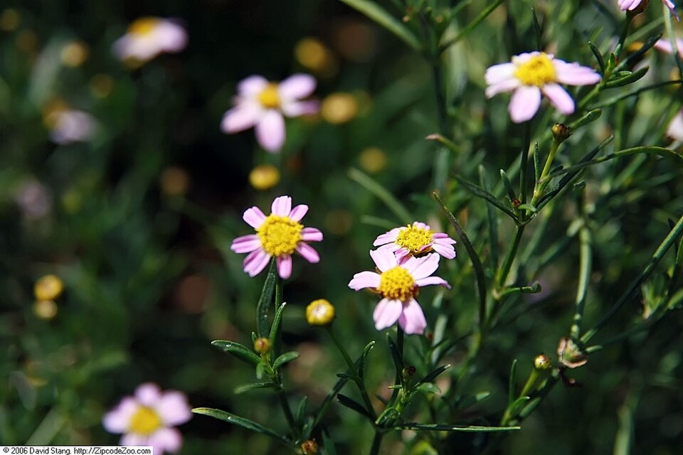 Coreopsis rosea (Pink Tickseed) (alternate view 8)