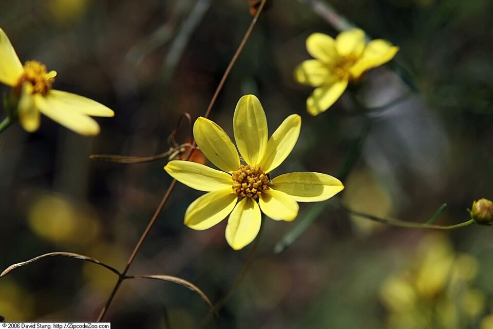 Coreopsis verticillata 'Moonbeam' (Moonbeam coreopsis, tickseed) (alternate view 4)