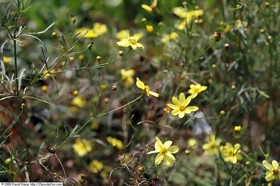 Coreopsis verticillata 'Moonbeam' (Moonbeam coreopsis, tickseed) (alternate view 5)